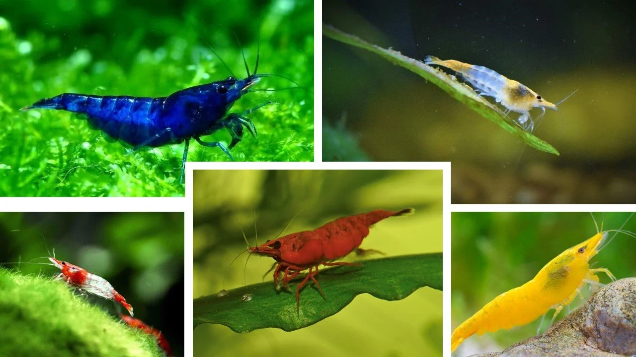 mix rili cherry shrimp