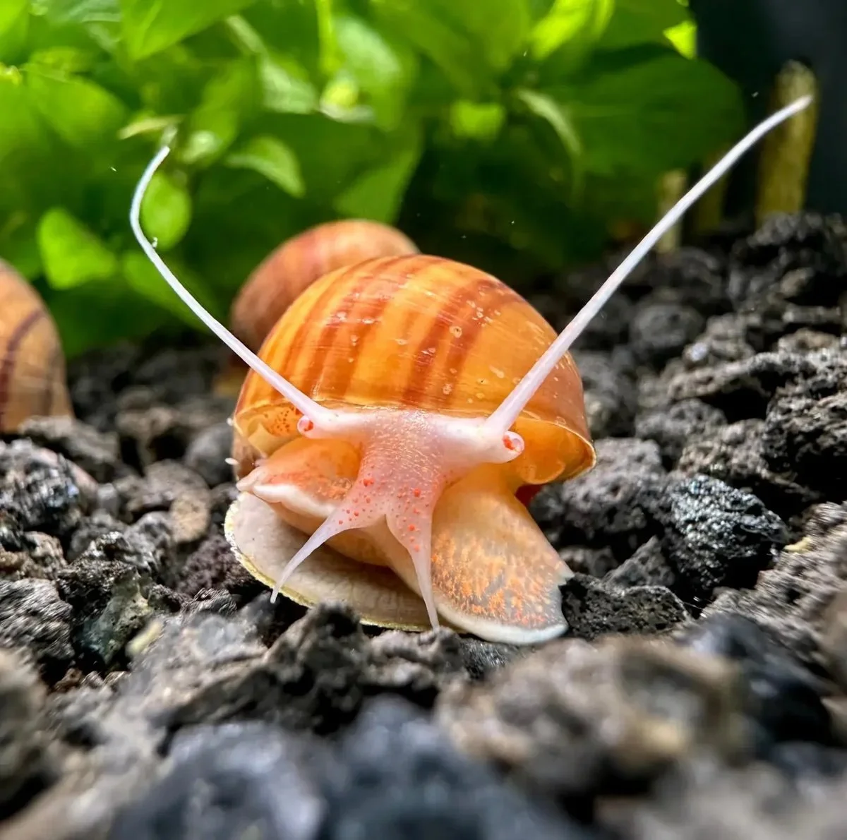 Chestnut mystery snail.jpg