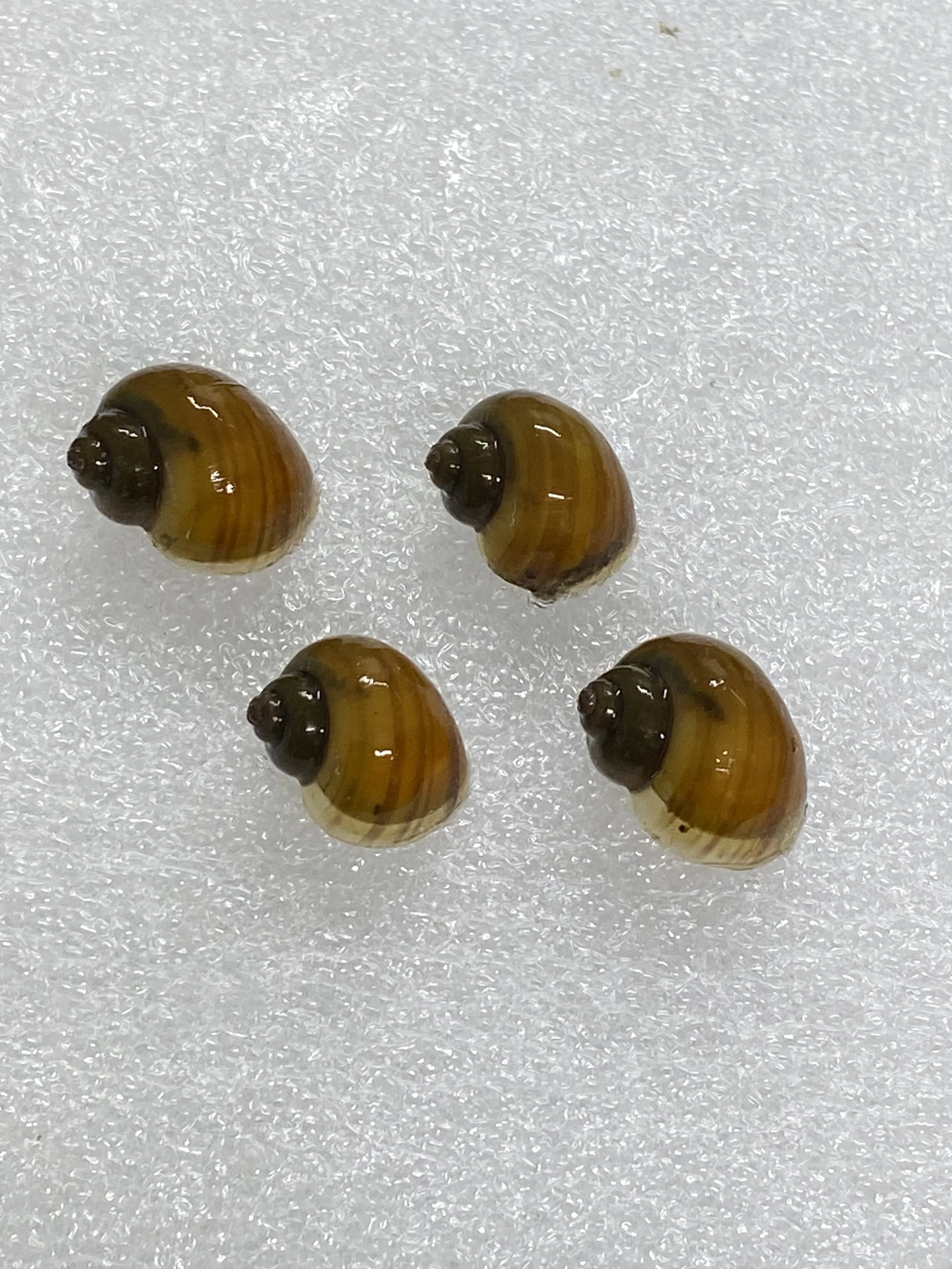 4 x chestnut mystery snails