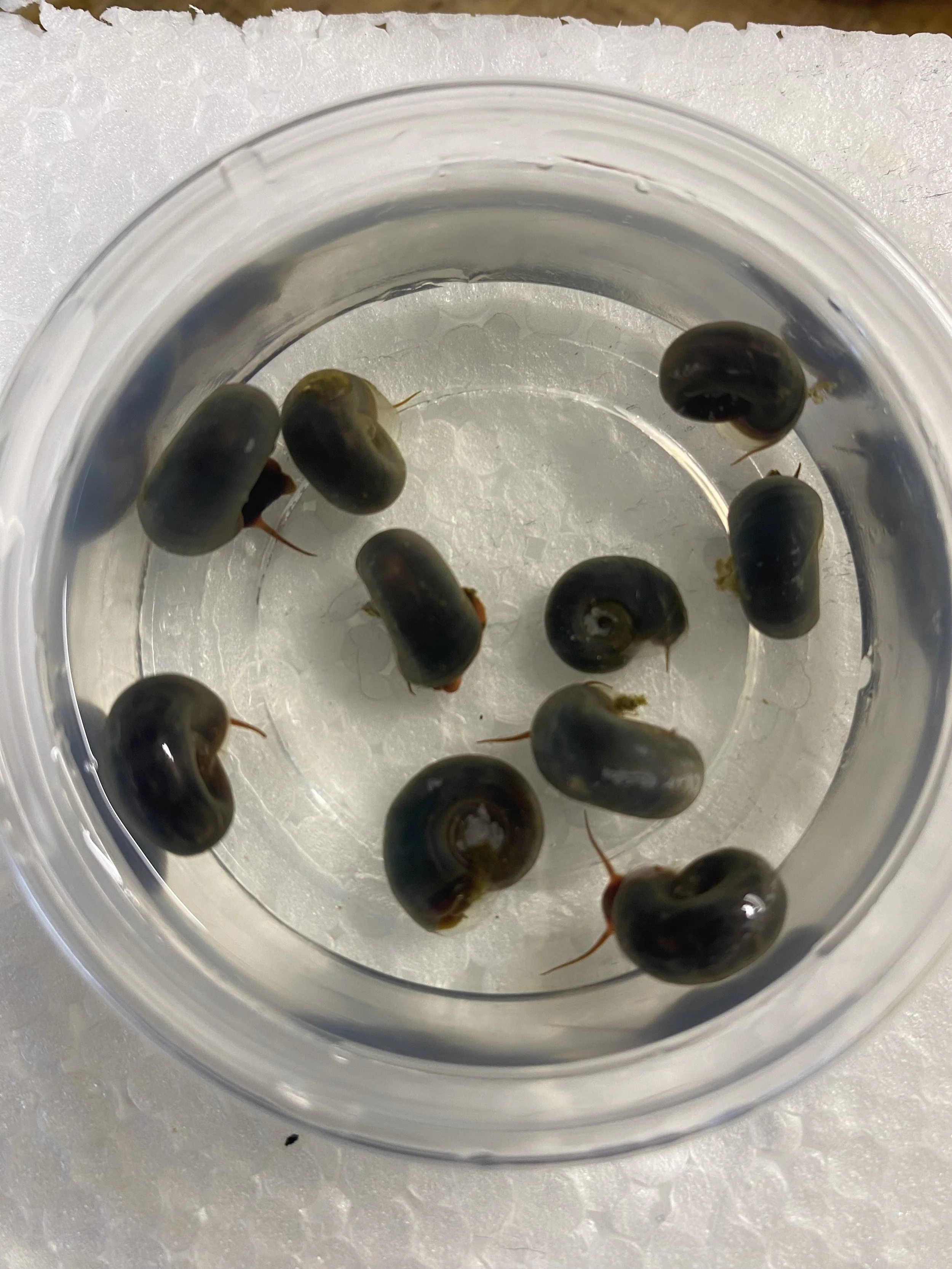 Black Ramshorns 2.jpg
