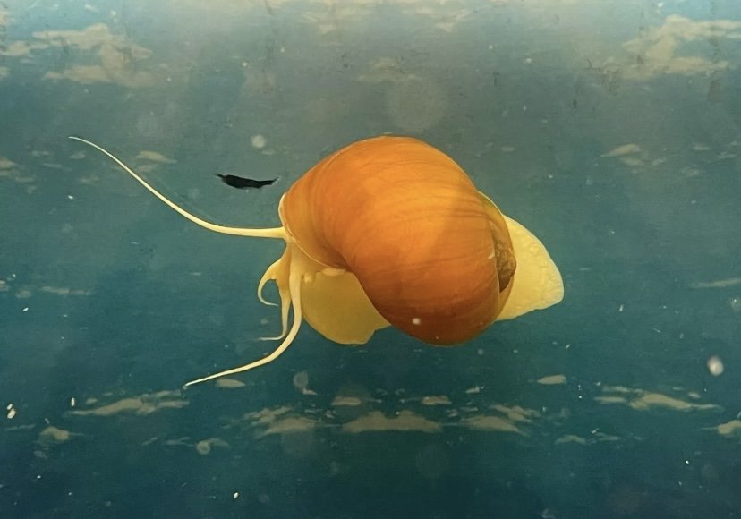 Golden Apple Mystery Snail (Copy)