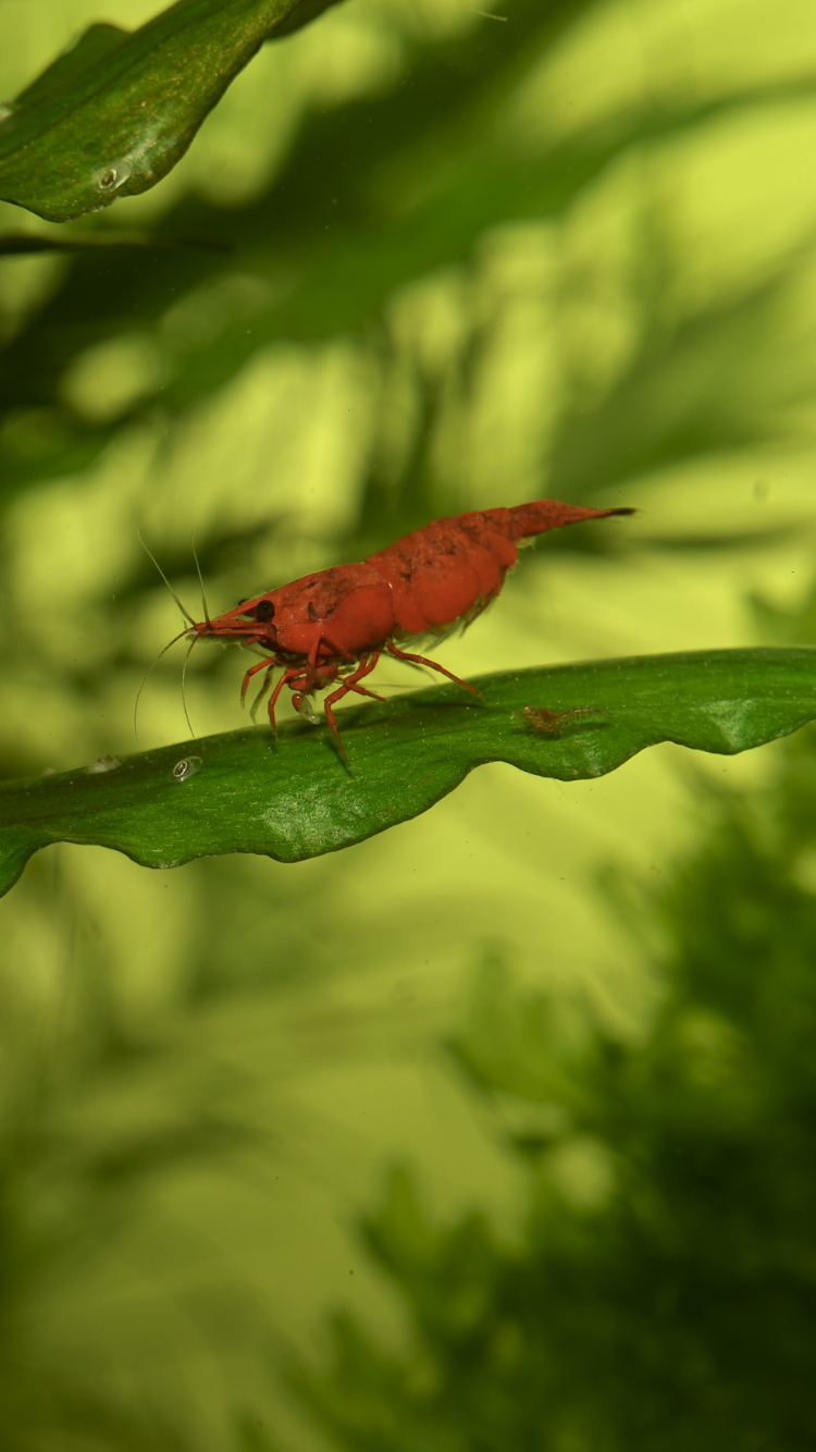 High Grade Cherry.PNG