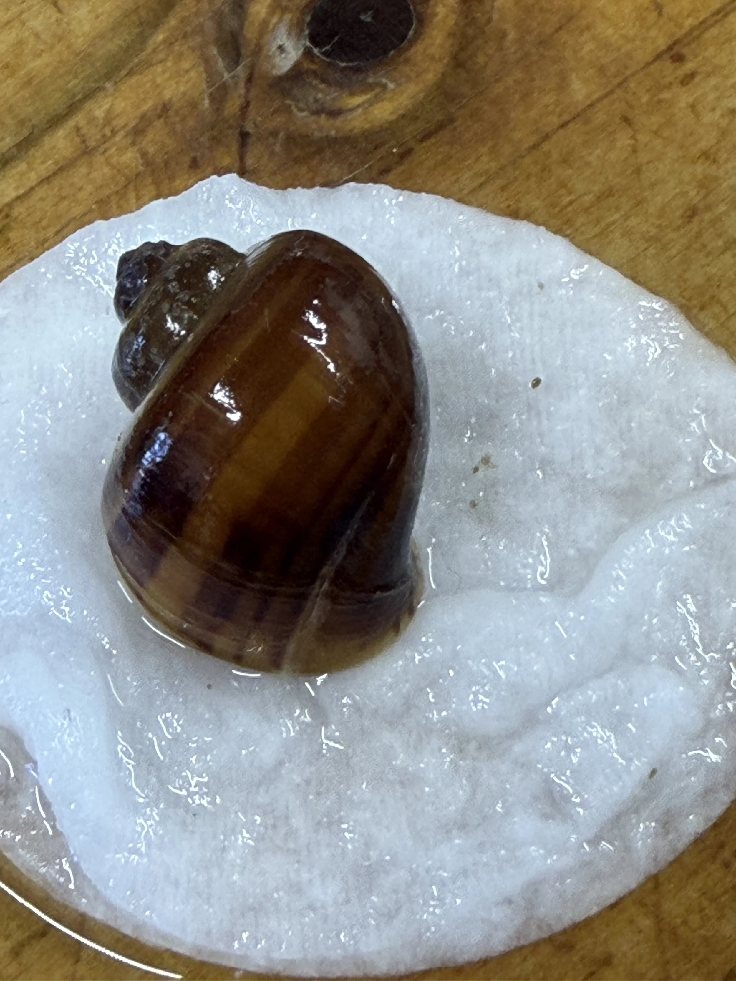mystery snail defect