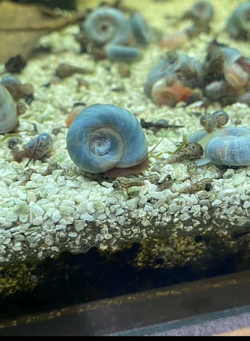 blue ramshorn