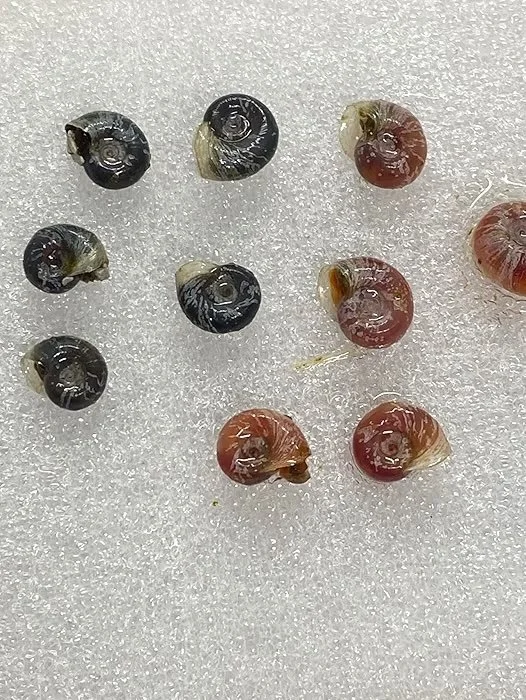 10 x Mixed Ramshorn Snails Pink Blue Brown Fresh Water Live Puffer Fish Eco