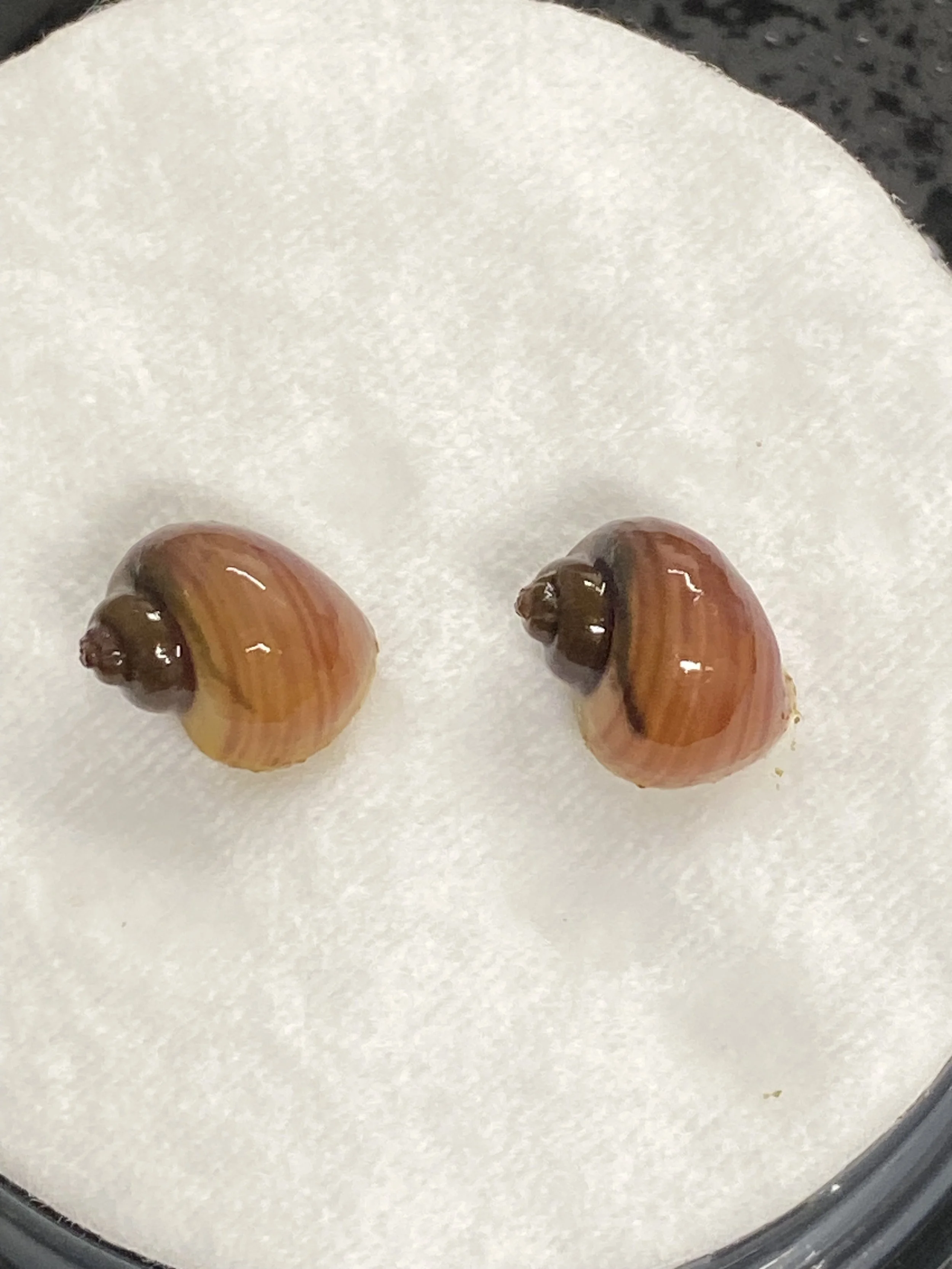 magenta mystery snail