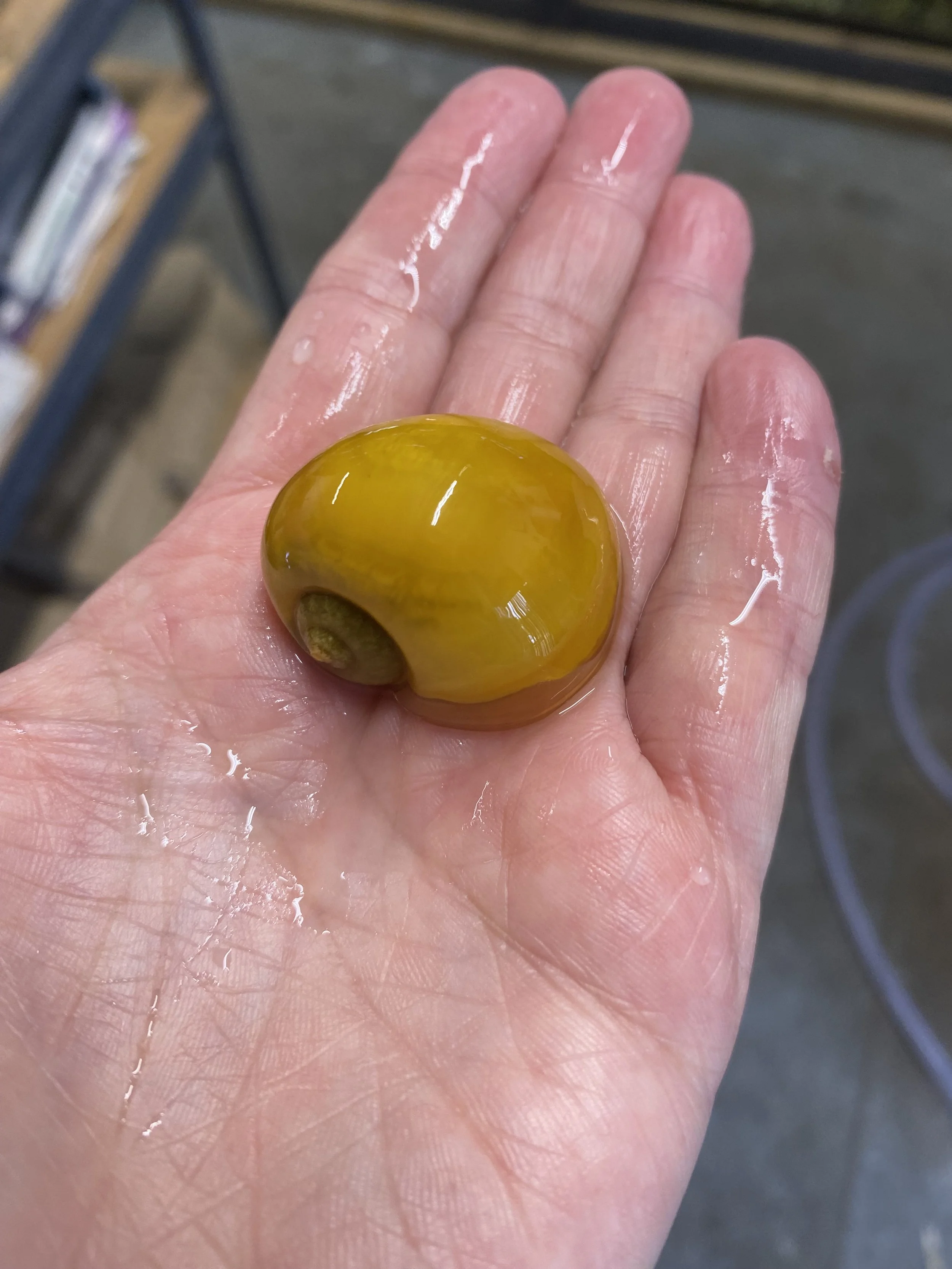 large apple snail