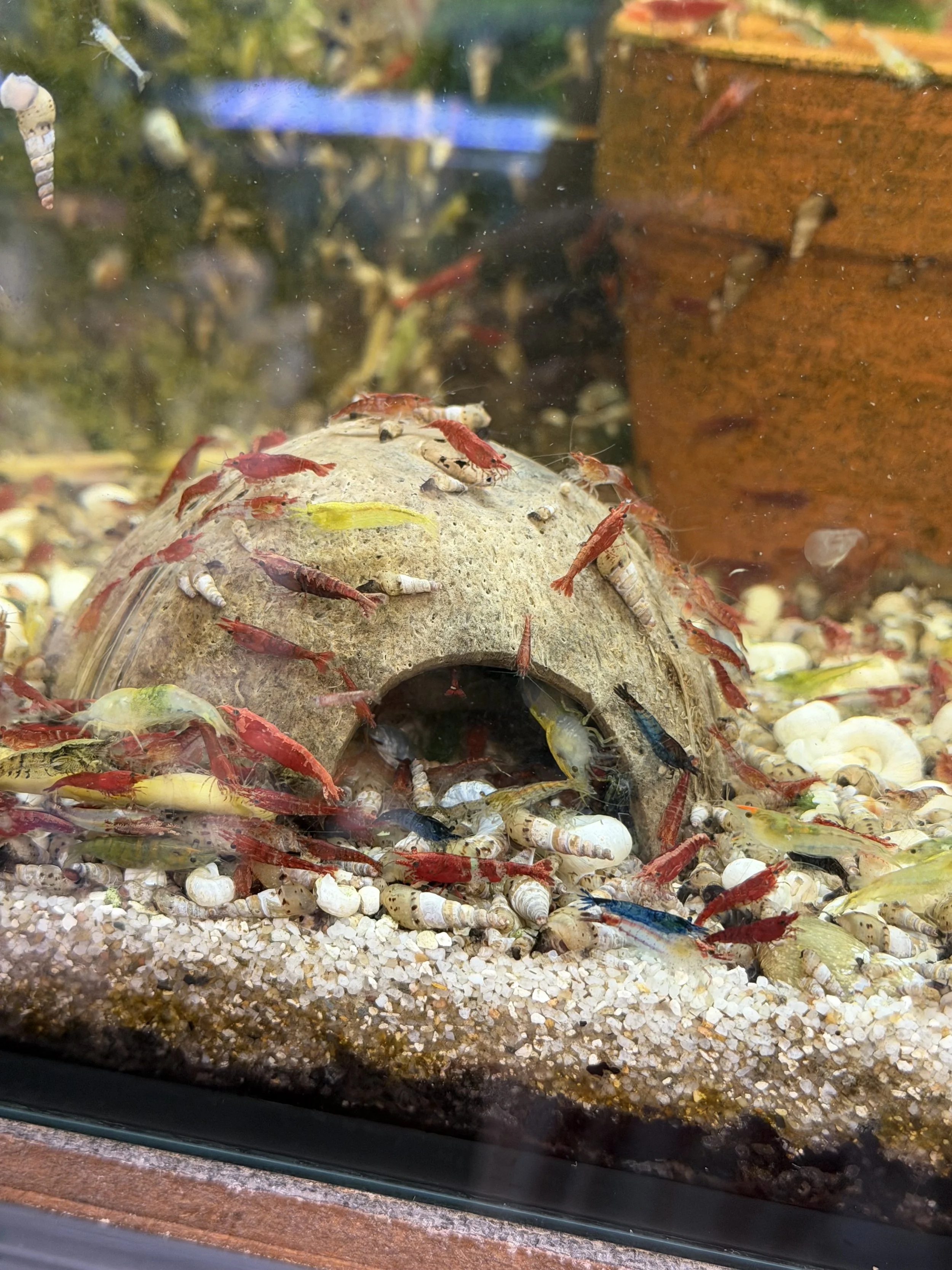 cherry shrimp on coconut shell