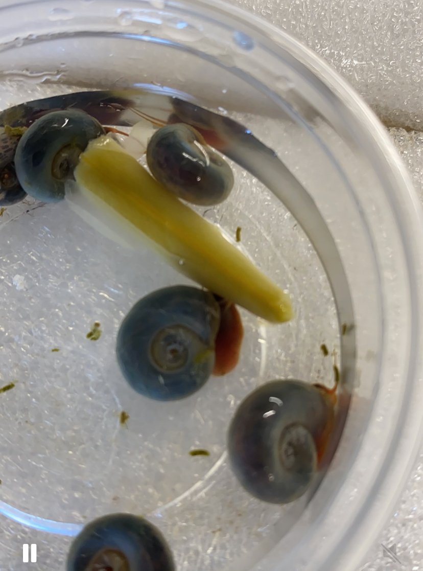 blue ramshorn snaills with green bean