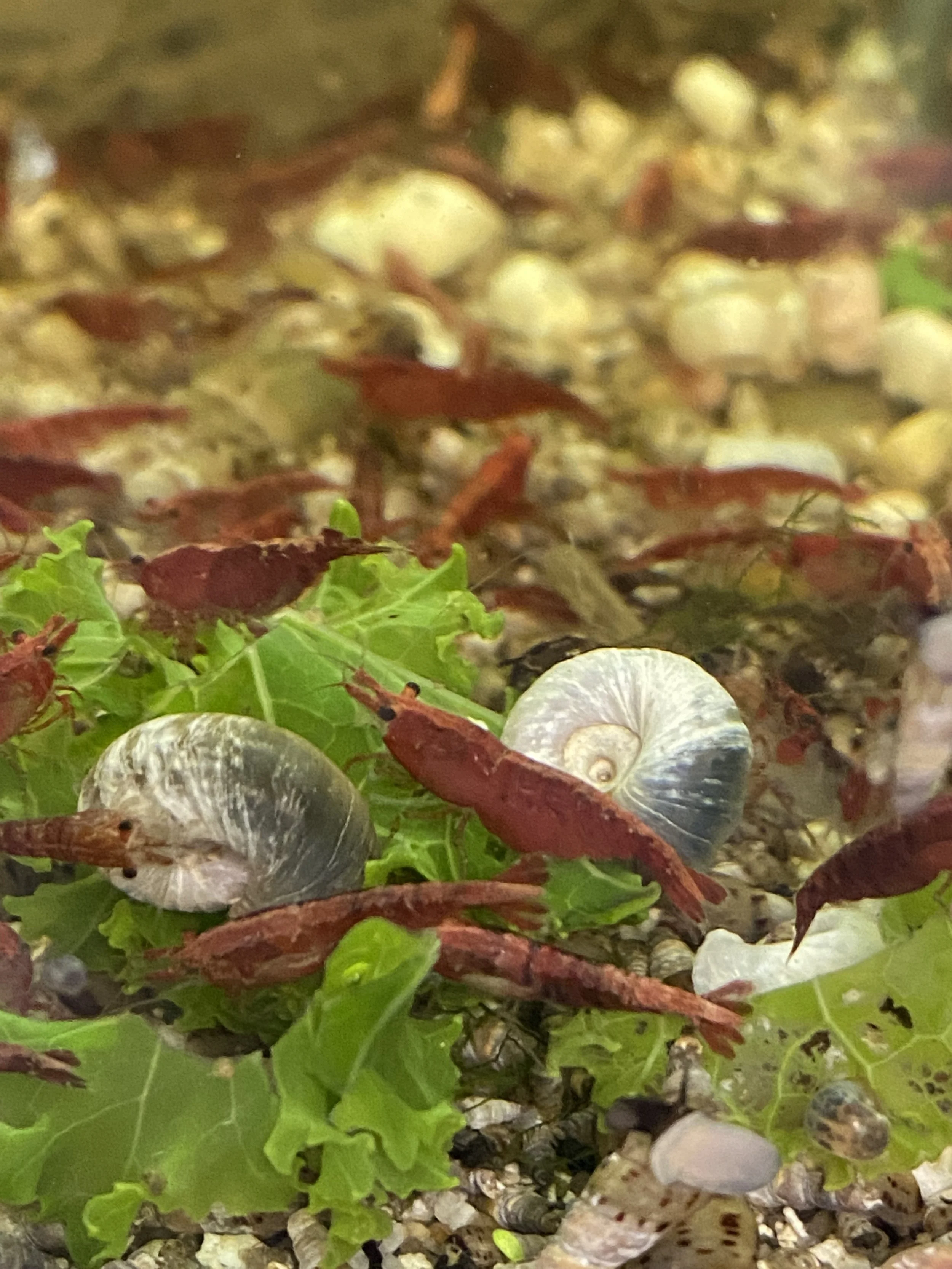 cherries.jpg