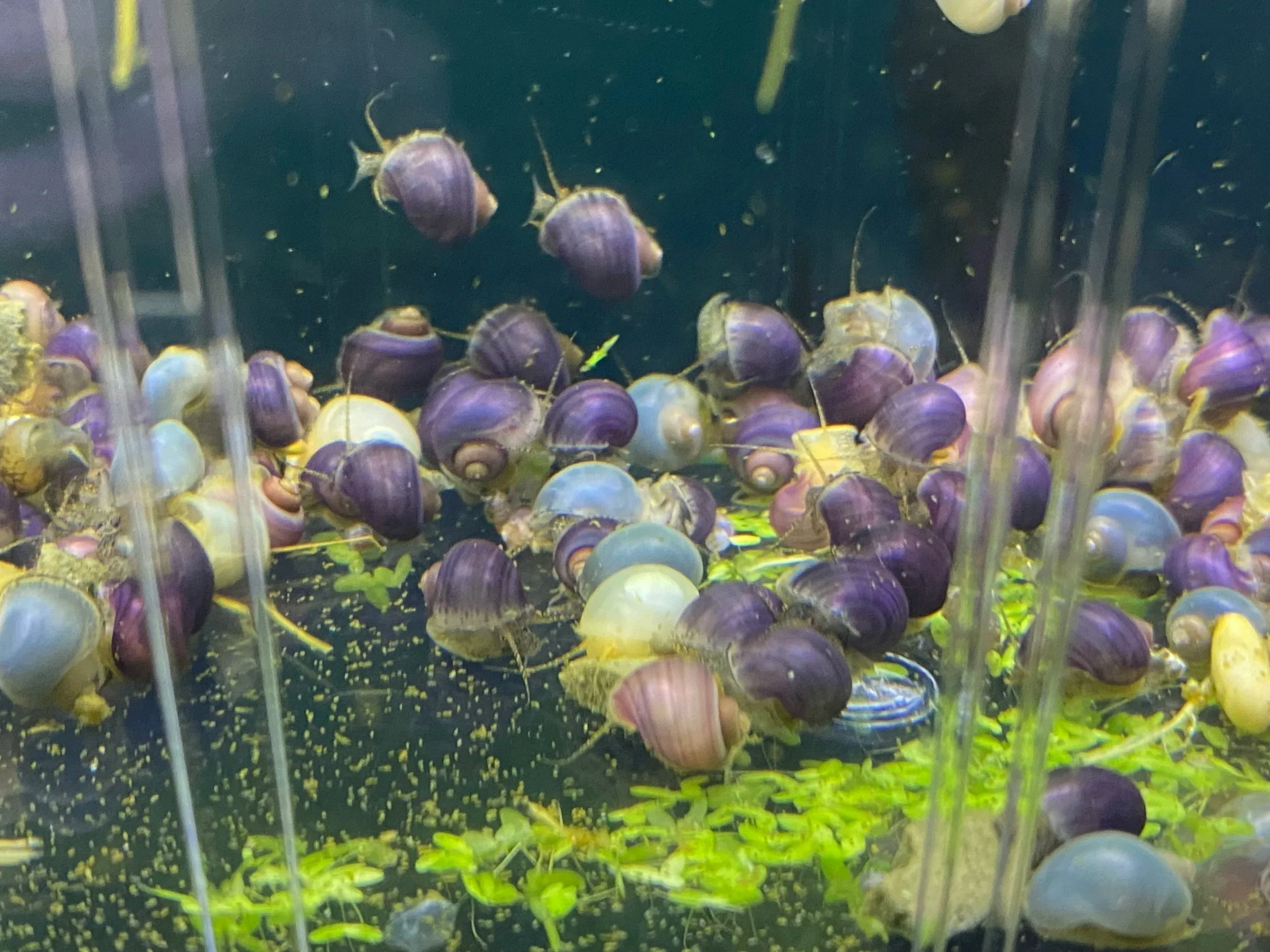 purple blue ivory magenta mystery snails (Copy)