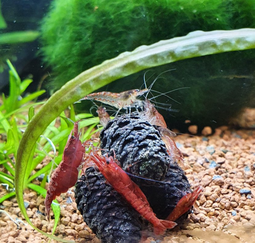 alder cone leaf with cherry shrimp