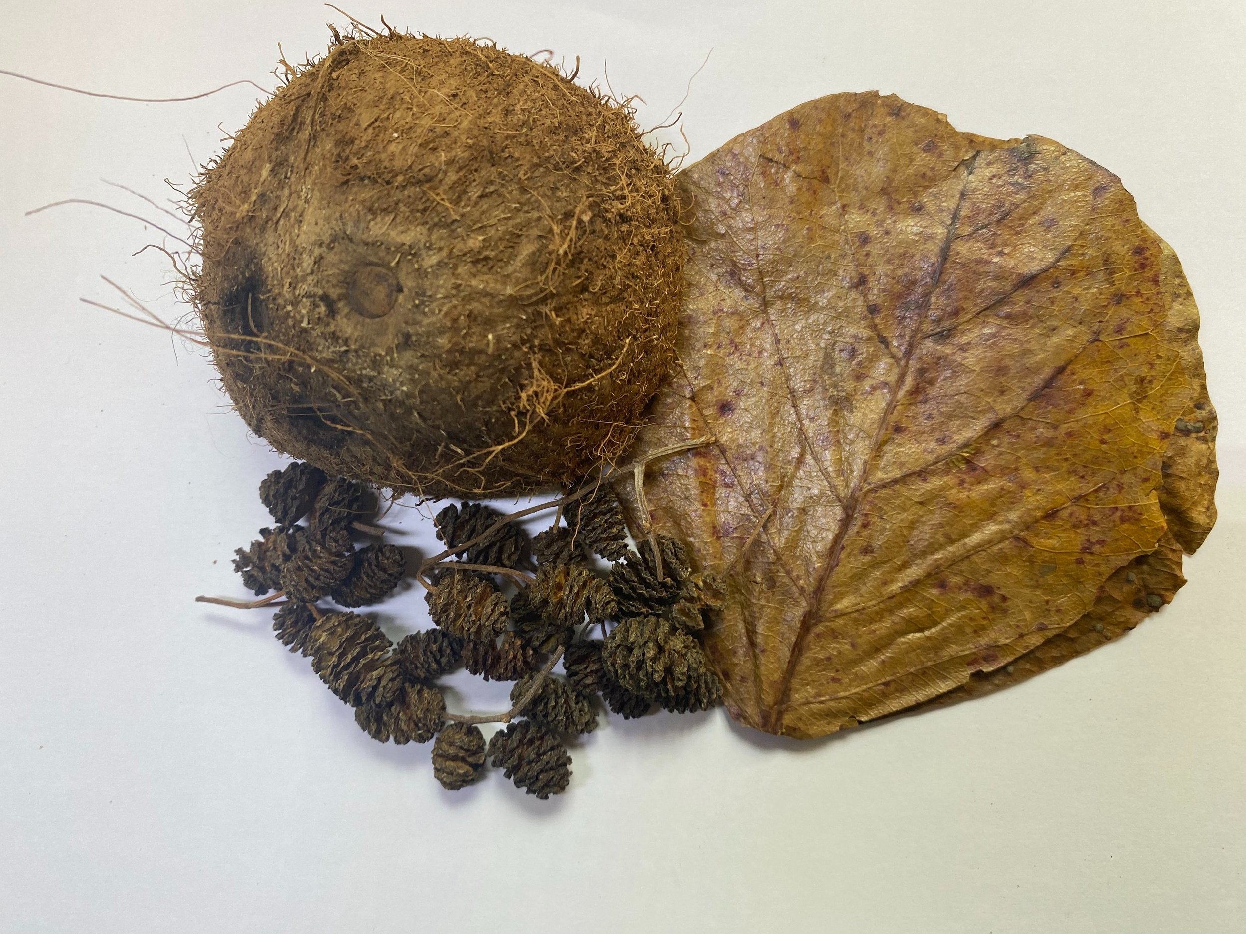 indian almond leaf, alder cones, coconut shells