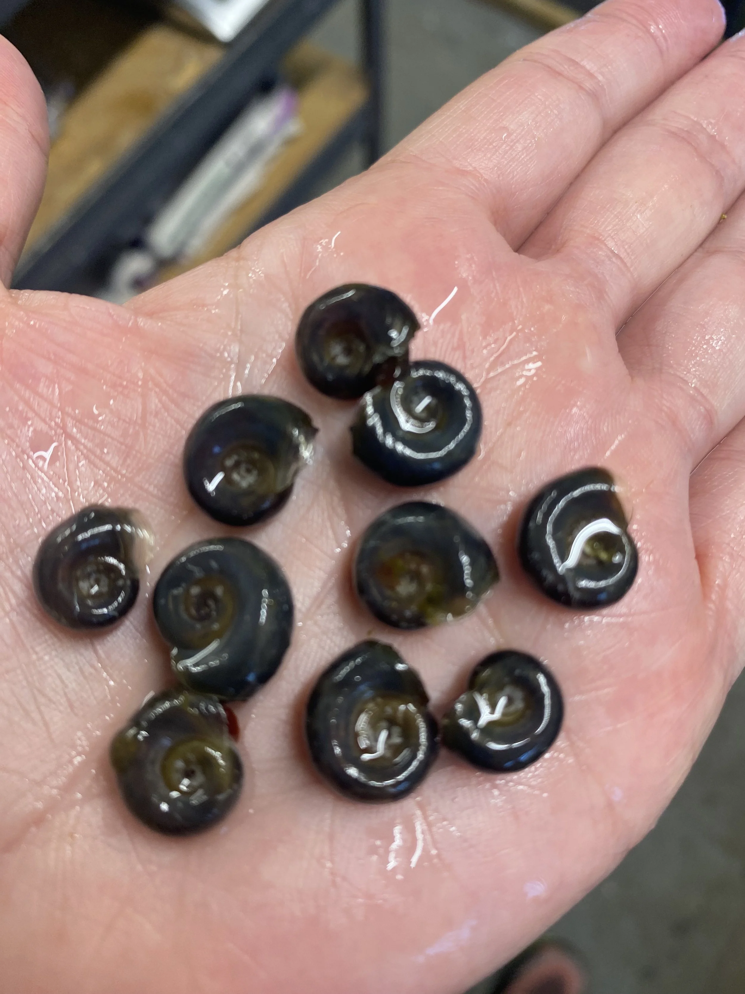 HIGH GRADE Black Ramshorn Snails Live Freshwater Aquarium