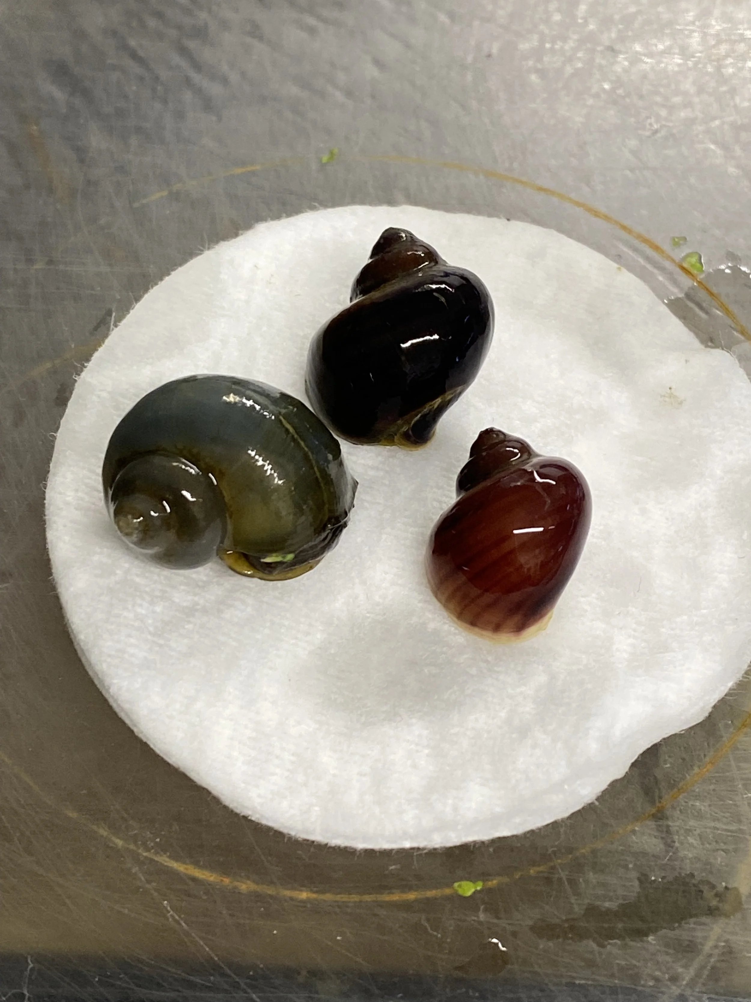 3 x defect snails