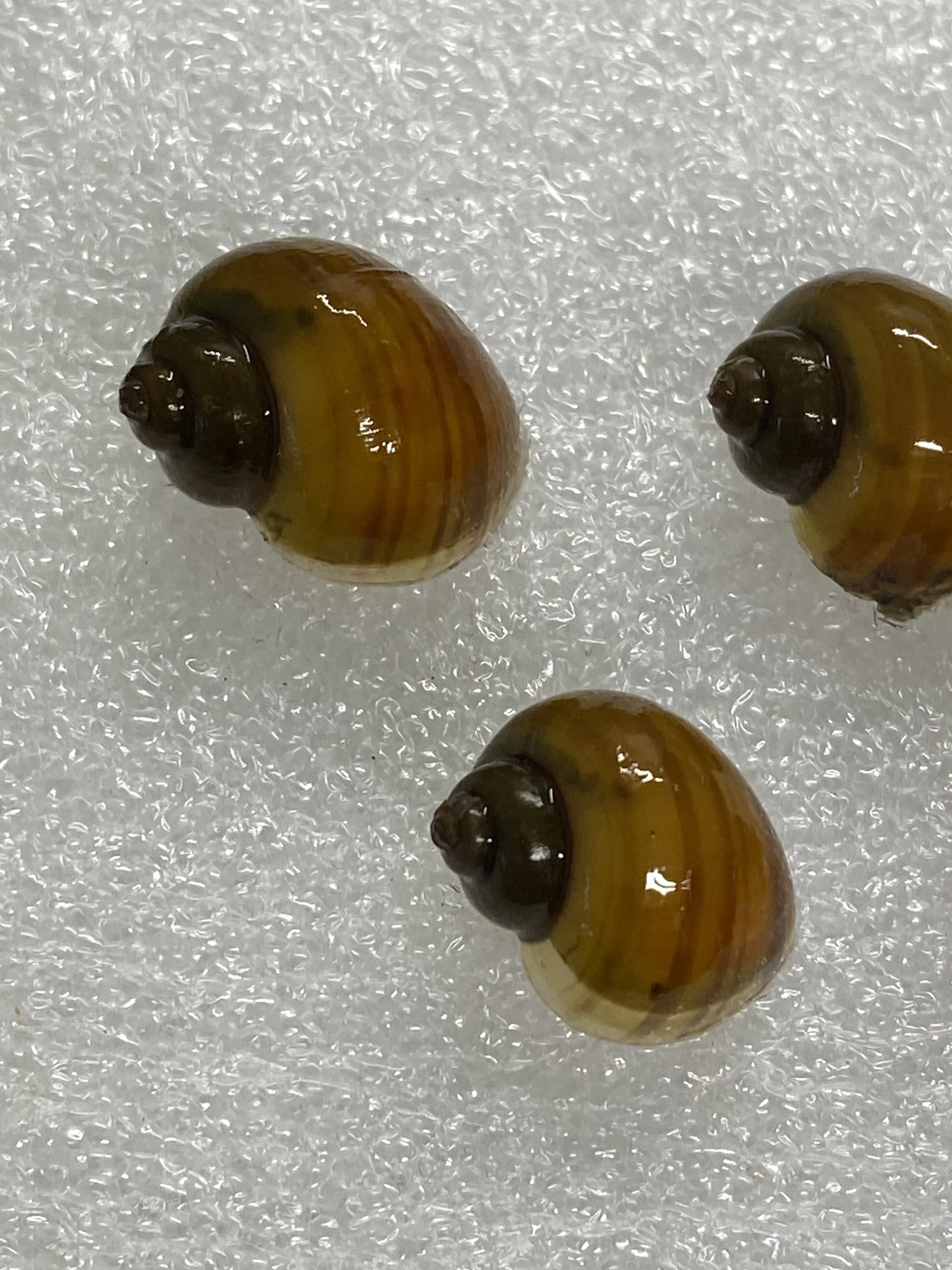 close up chestnut mystery snail