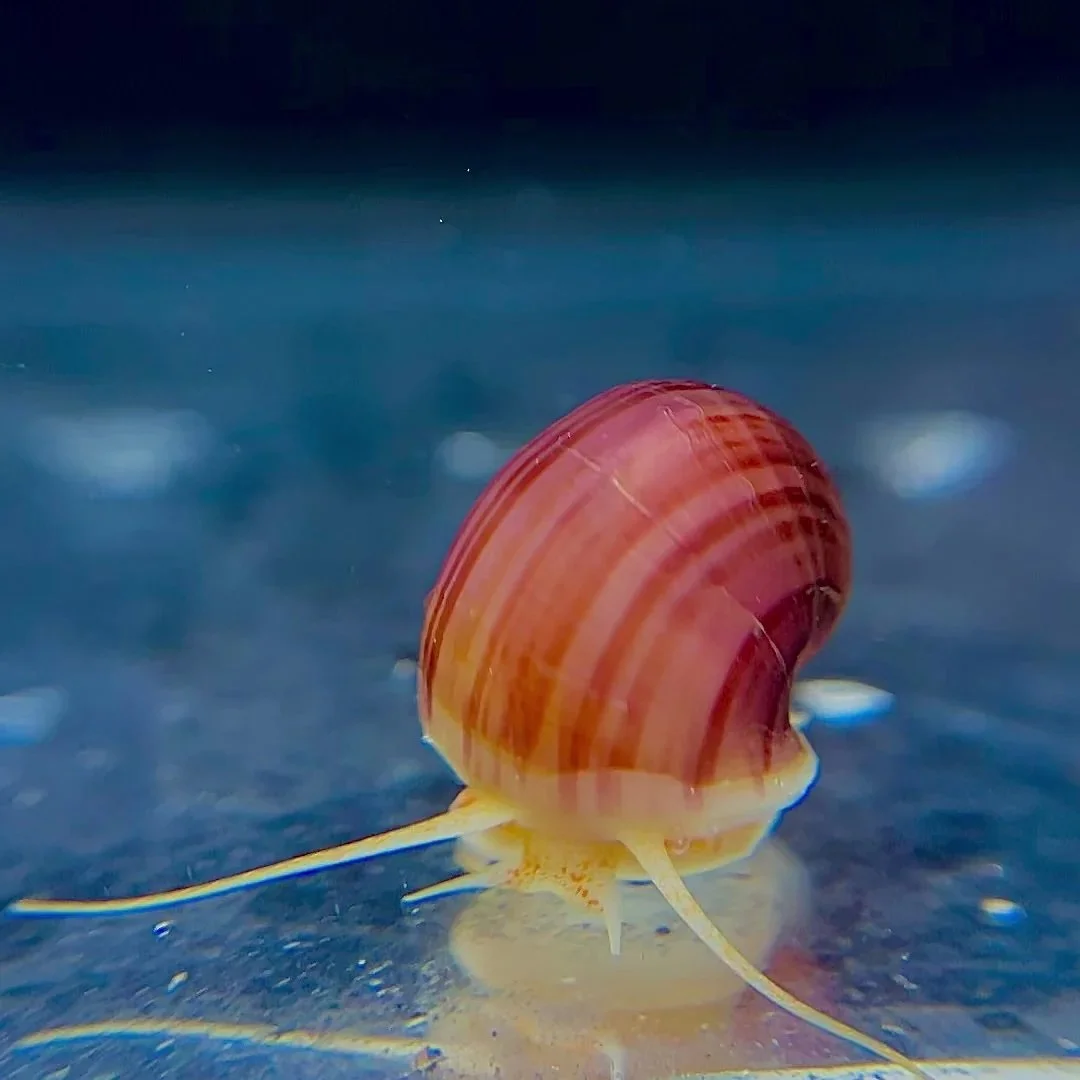 magenta snail.jpeg