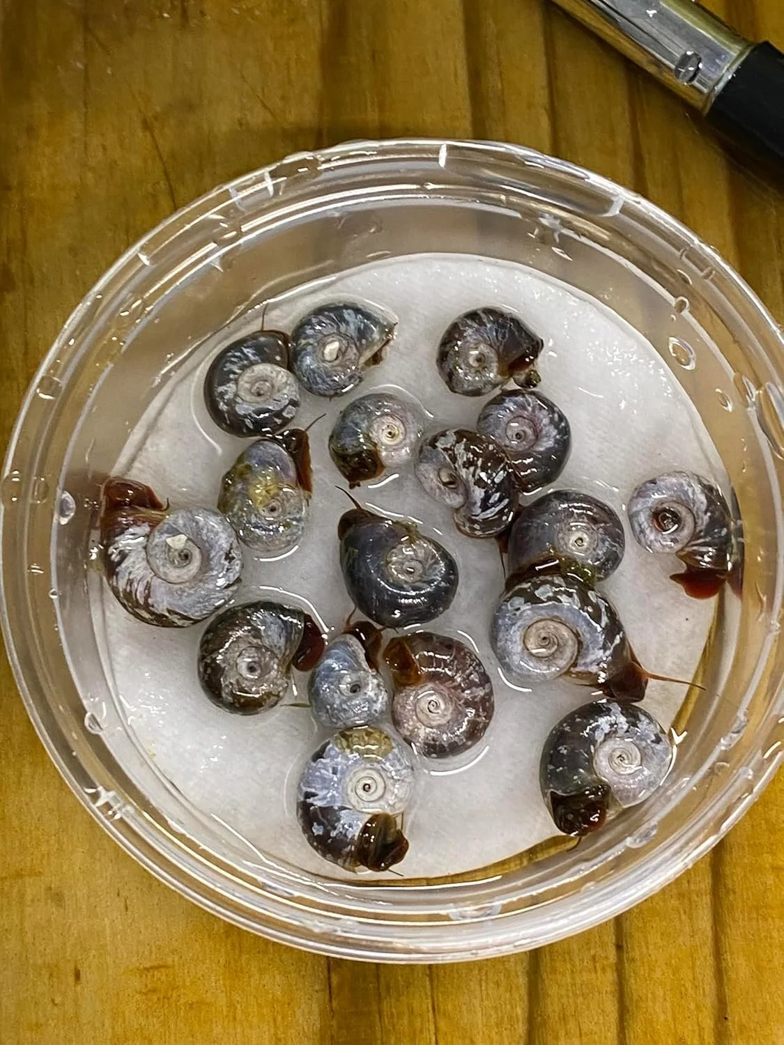 100 x Ramshorns.jpg