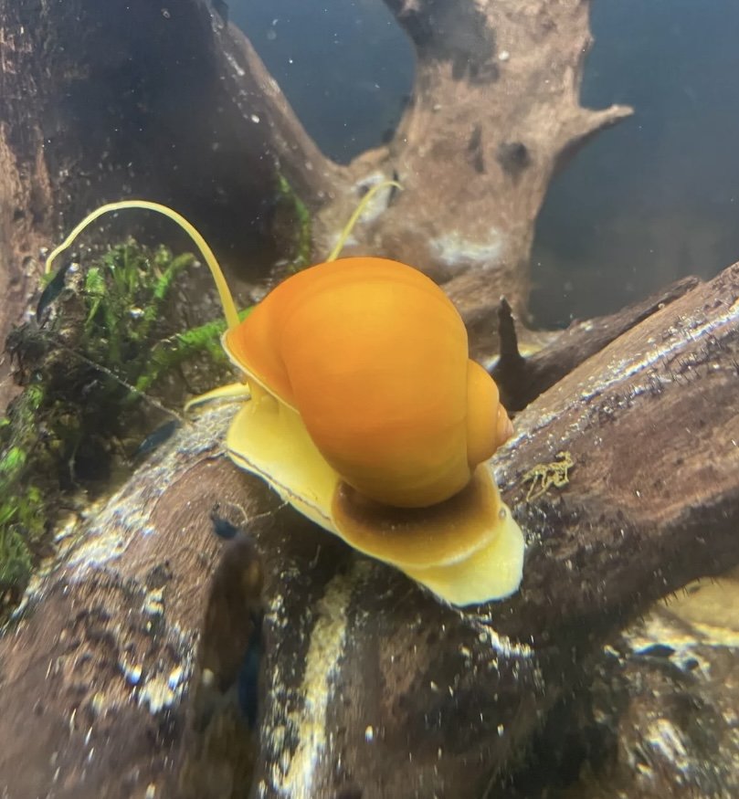 Golden Apple Mystery Snail (Copy)