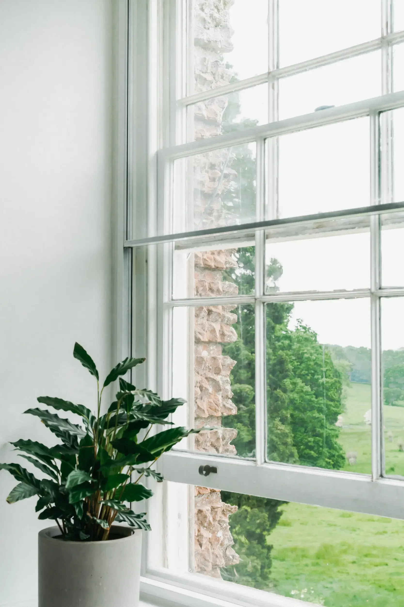A bright room with a large window showing a view of green trees and fields, and a potted plant with large dark green leaves in the foreground.