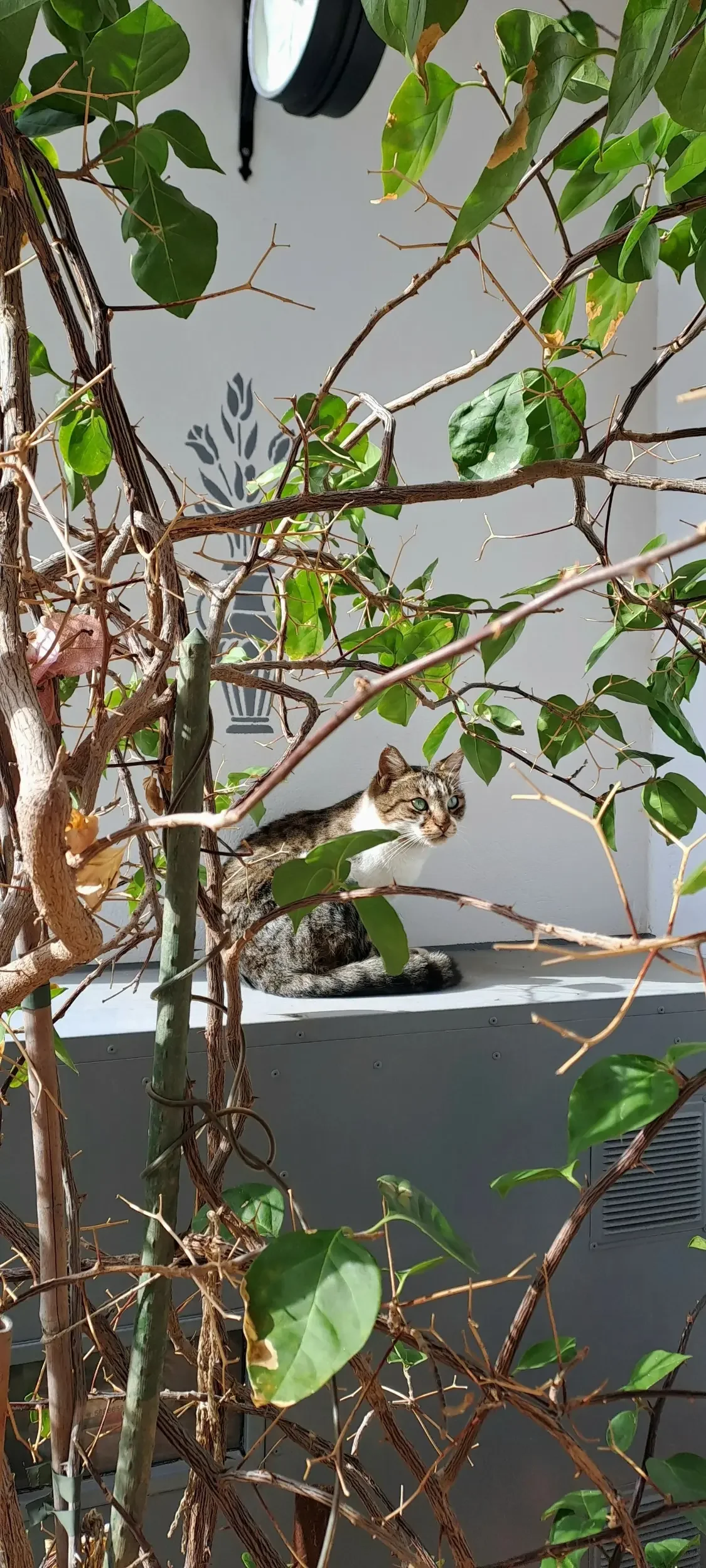 A tabby and white cat with piercing blue eyes sitting on a gray surface, partially obscured by dense green leafy branches of a plant.