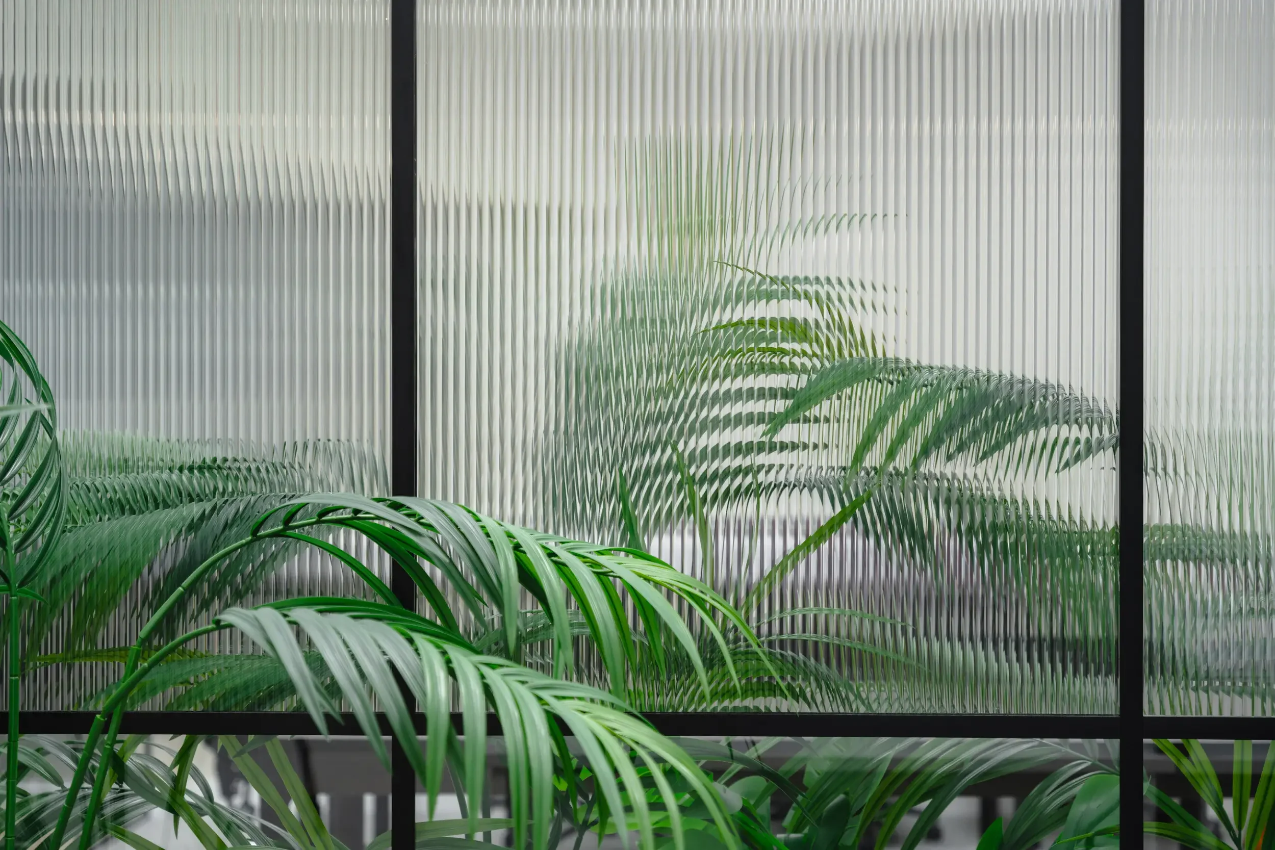 Green houseplants with long, arched leaves in front of a textured glass window divided into panes with black frames.