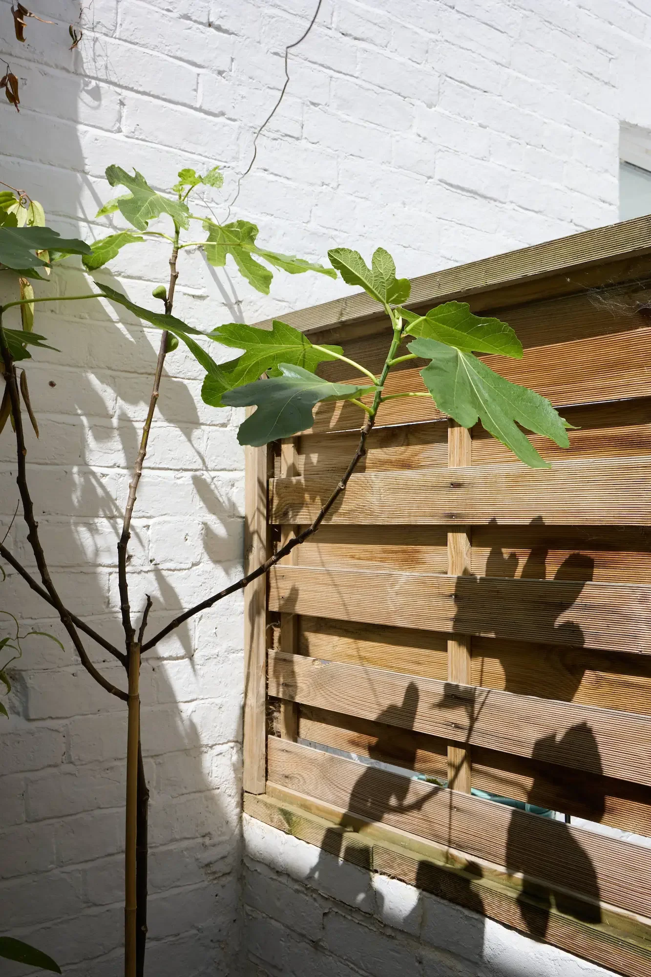 A small tree with large green leaves stands in front of a white brick wall, casting shadows on the wall andground, next to a wooden fence.