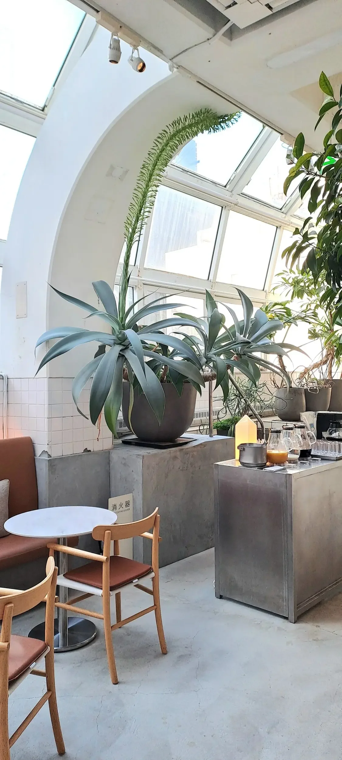 Evergreen plant in an oversized pot.