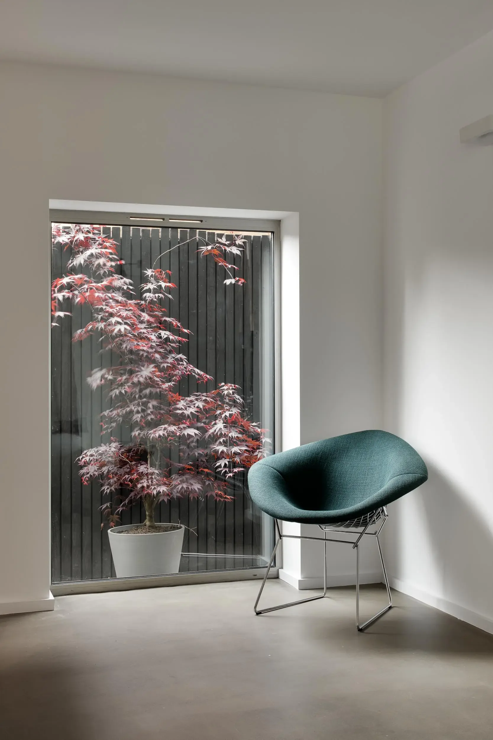 Interior of a room with a green lounge chair and a large potted Japanese maple tree near a sliding glass door, with black vertical wooden panels outside.