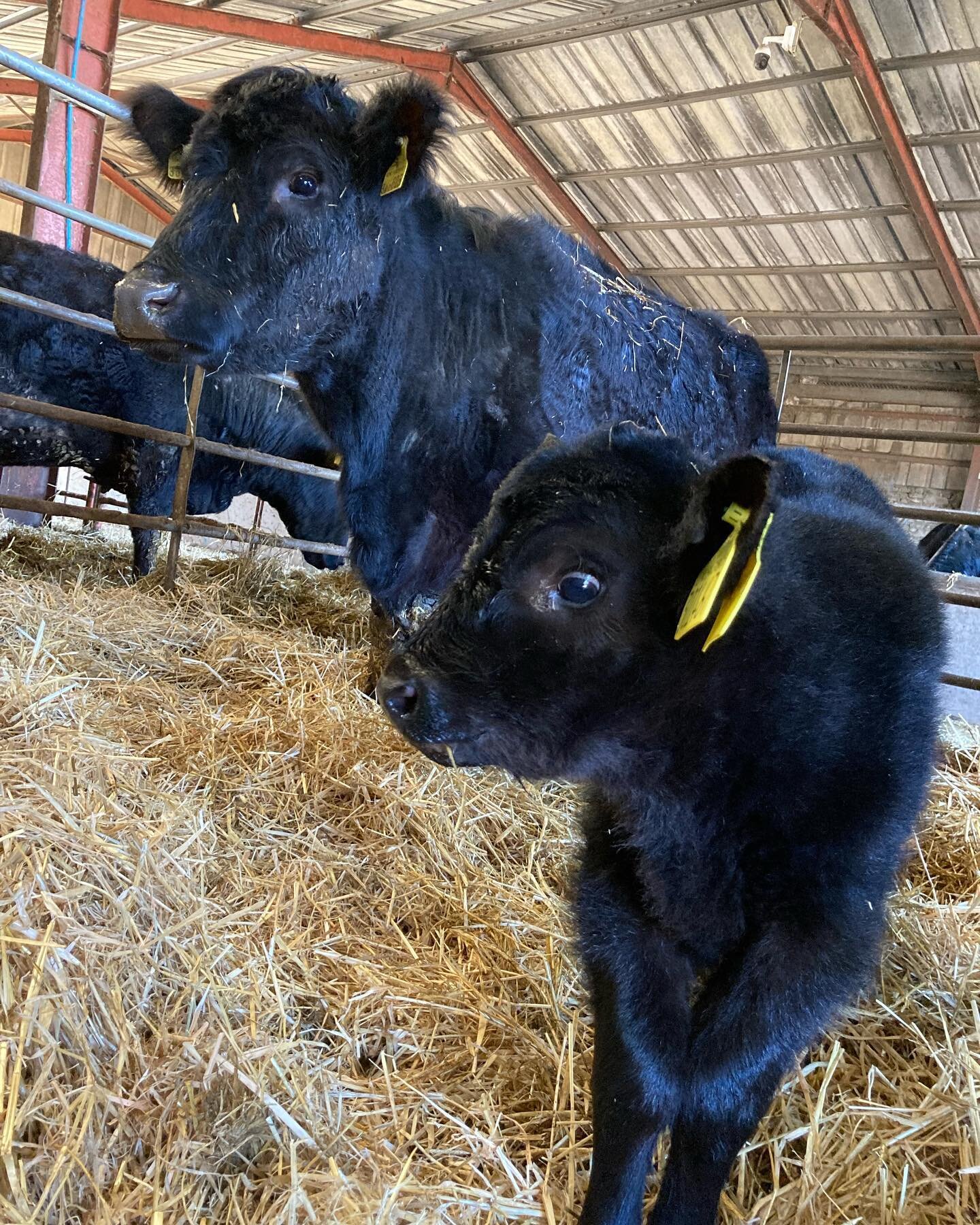 🏴󠁧󠁢󠁳󠁣󠁴󠁿🐃 Here we have Caleb, another purebred native Aberdeen Angus bull born 24th March. That&rsquo;s just over 100 calves since February, 0 fatalities. #aberdeenangus #scottishfarmers #perthshirefarmers