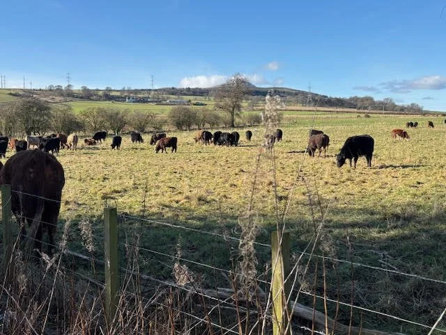 Getting more from grazing - Pasture for life visit to Balbirnie Home Farm Fife.