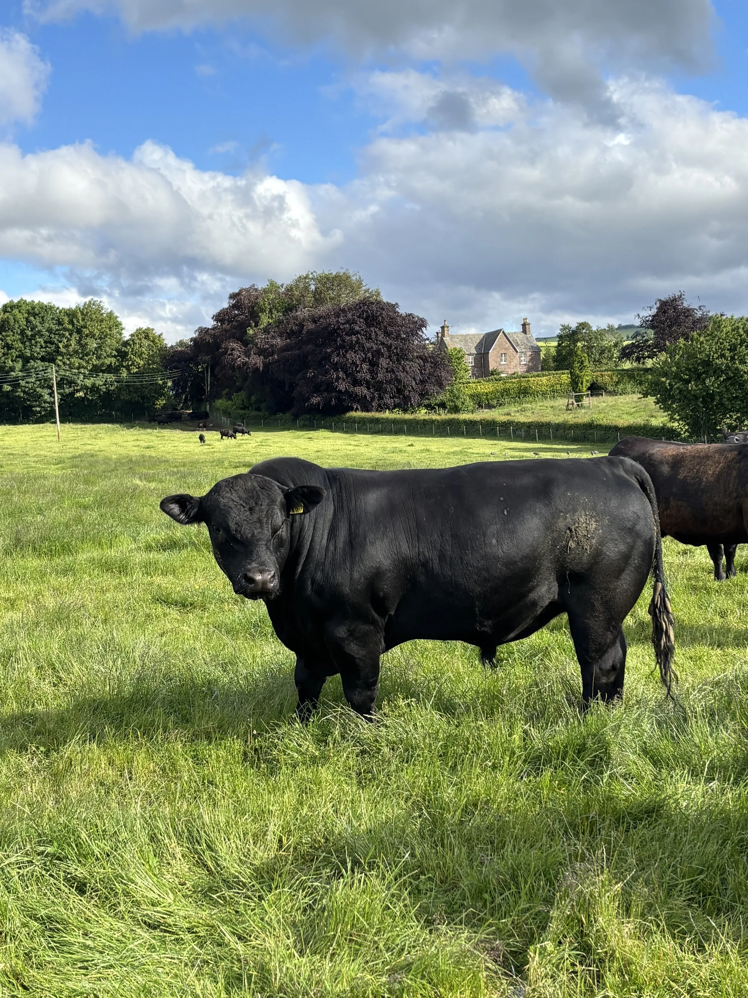 Why Drumphin Native Aberdeen Angus Cattle Are Well Suited to Regenerative Farming