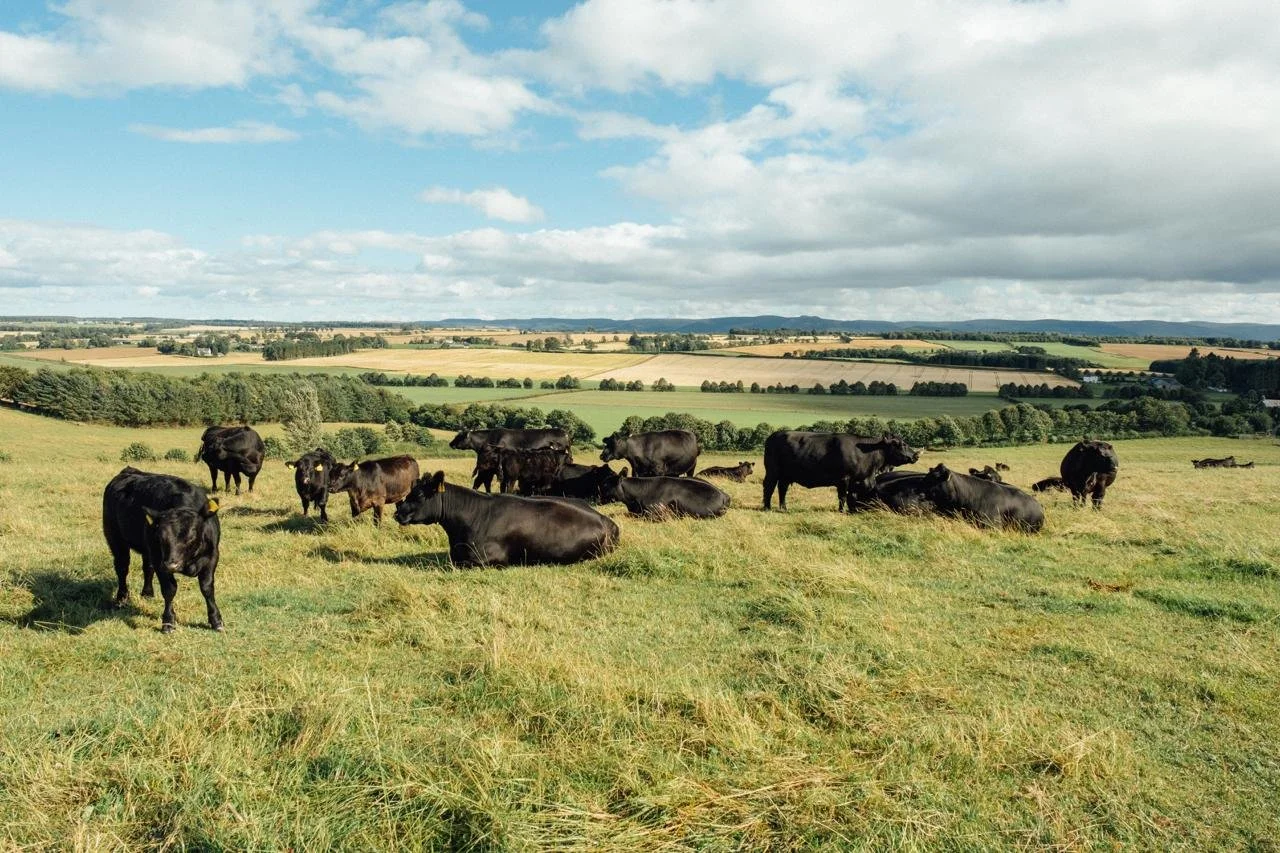 Native Aberdeen Angus Cattle &amp; Regenerative Agriculture