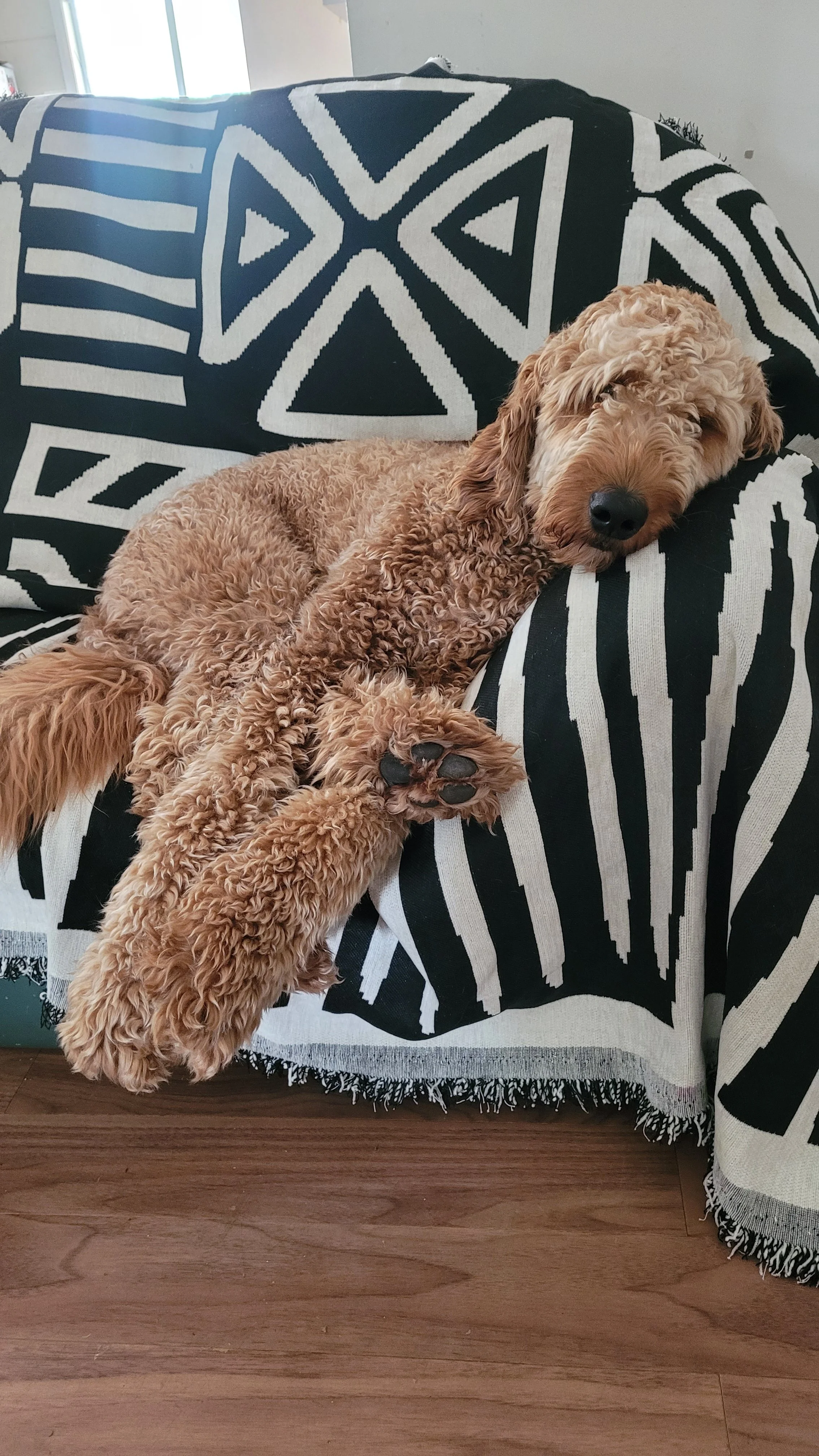 A curly-coated brown dog resting on a black and white patterned sofa, with its head on the armrest and one paw hanging over the edge.