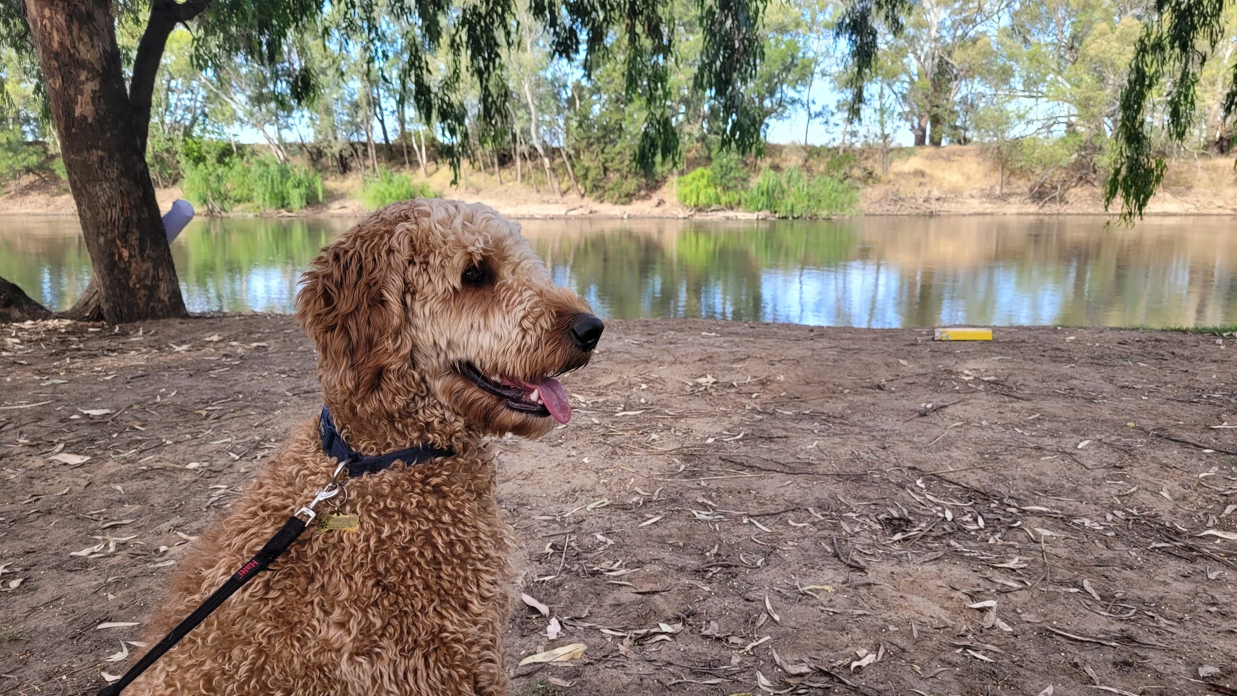 A curly-haired brown dog sitting on a dirt ground near a river, with trees and greenery in the background.