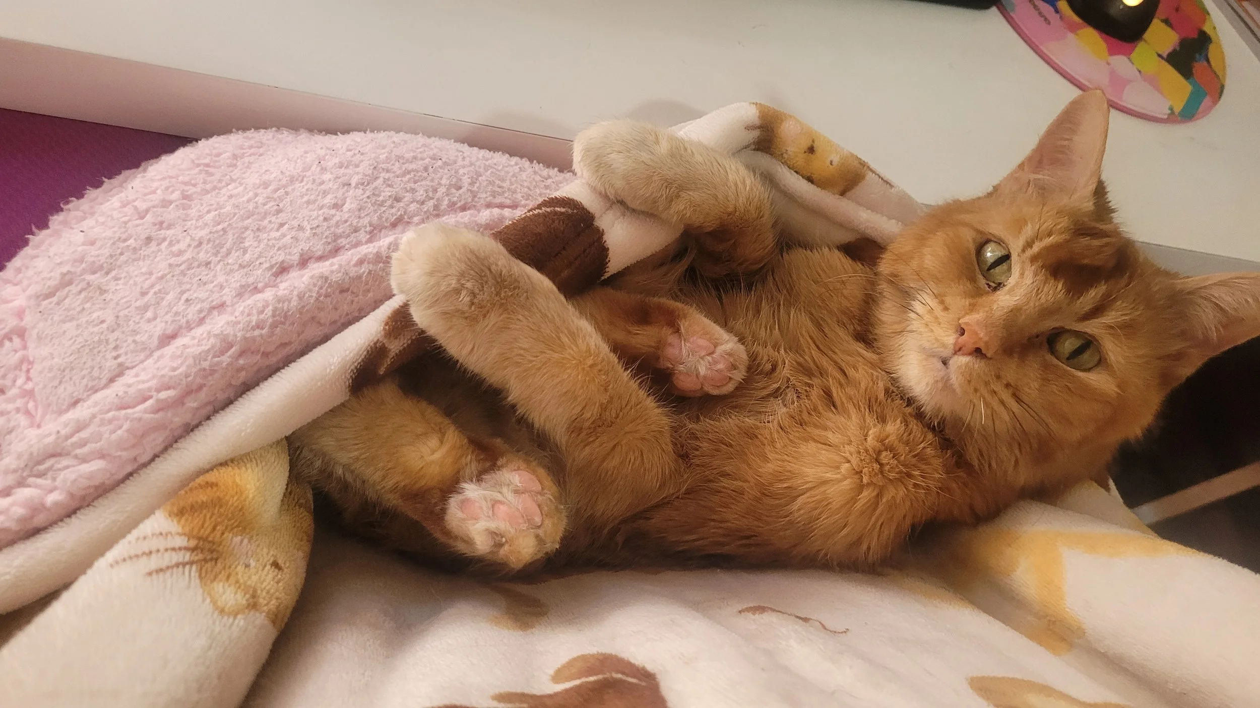 An orange tabby cat lying on its back on a bed, partially covered with a pink fleece blanket, looking at the camera with green eyes.