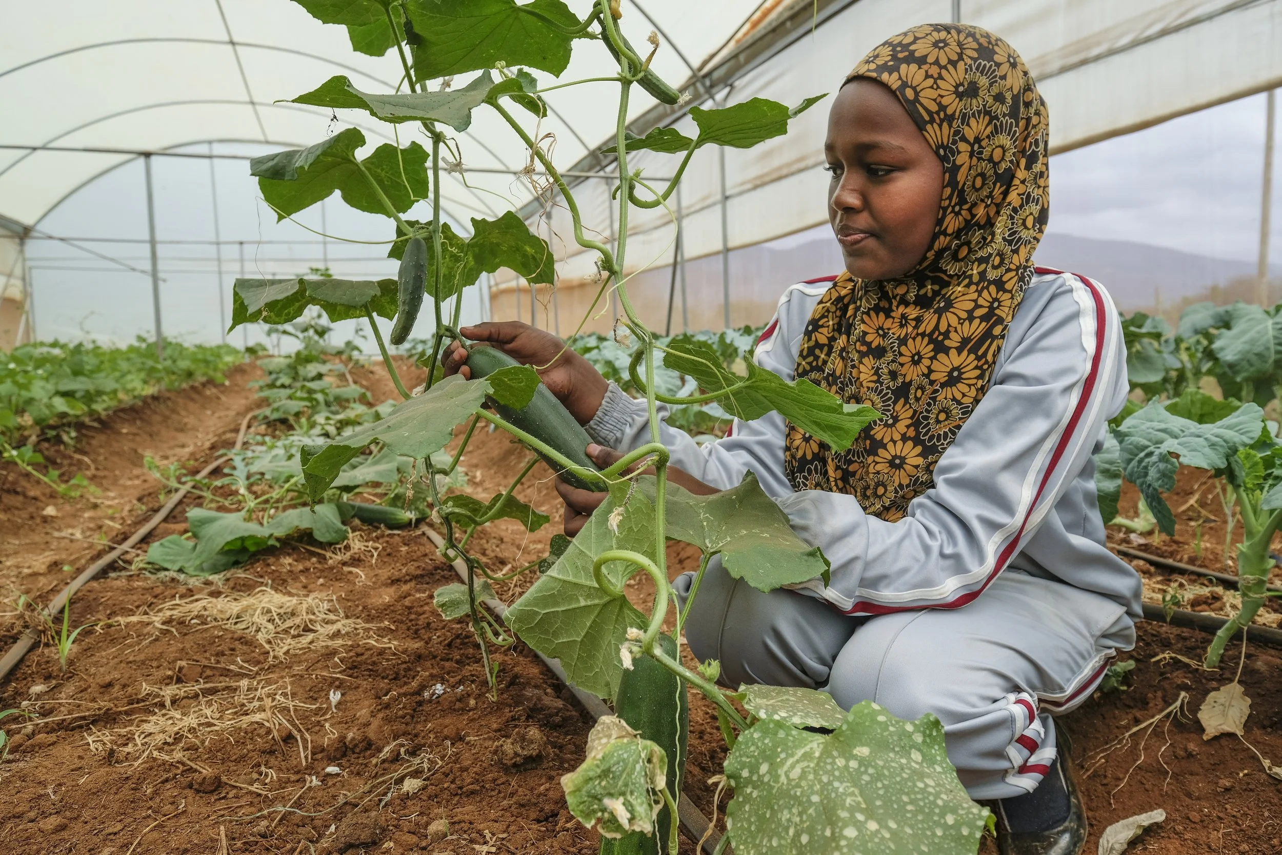 A woman wearing a floral headscarf and light gray athletic clothing is kneeling in a greenhouse, tending to a cucumber plant with lush green leaves and a small cucumber fruit.