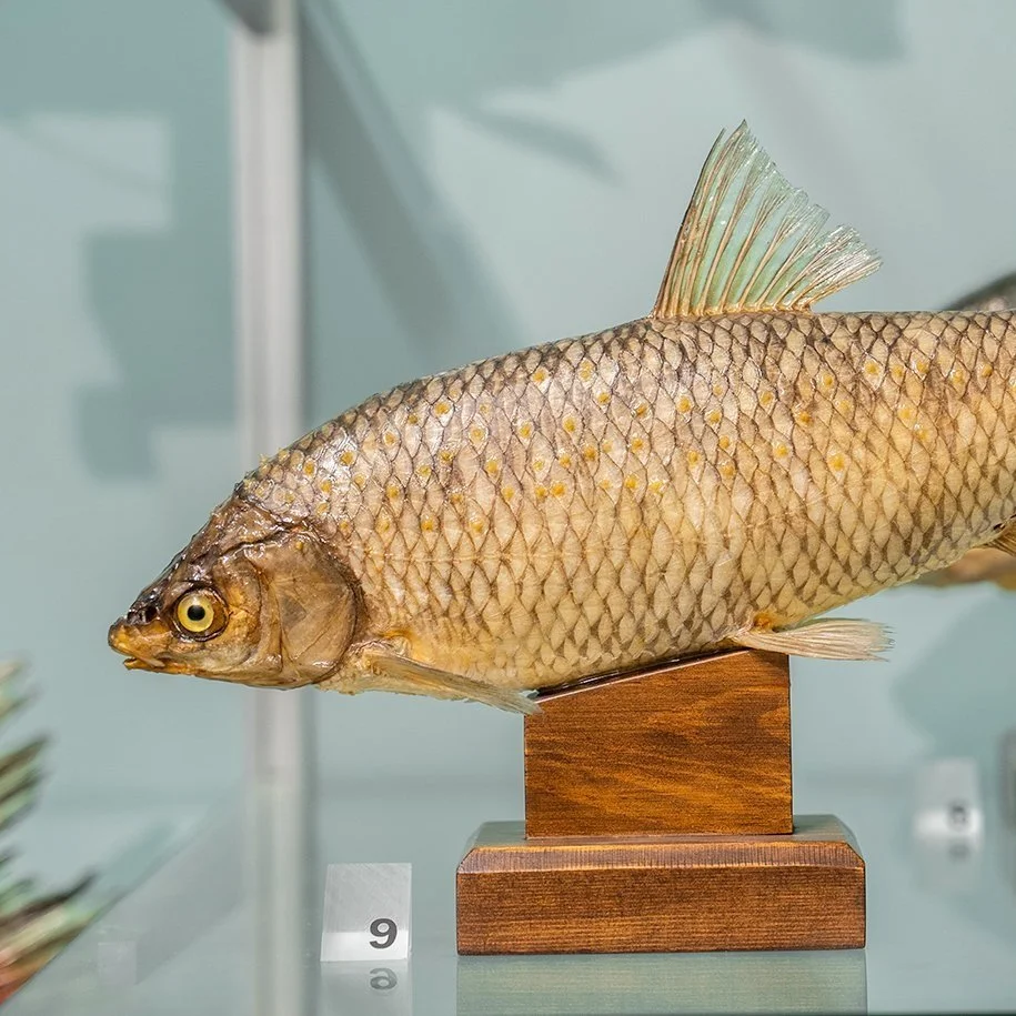 La pesca, un’attività primordiale — Museo della Pesca — Caslano