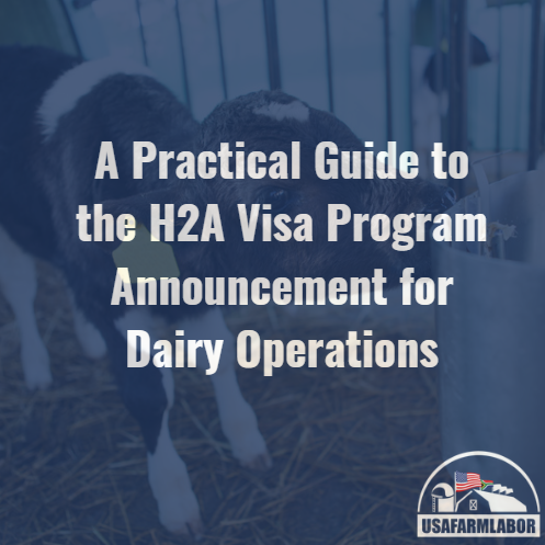 A Practical Guide to the H2A Visa Program Announcement for Dairy Operations