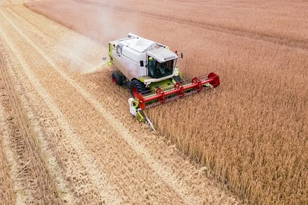 A combine harvester working in a wheat field during harvest.