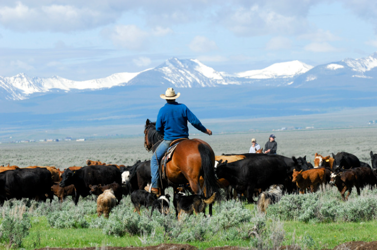 H2A Visa Program employer bringing in livestock