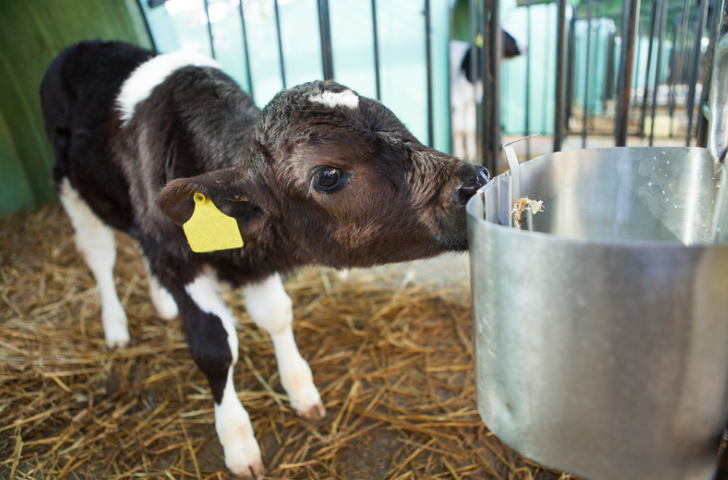Calving may be eligible for the H2A Visa Program