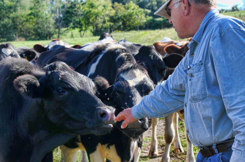 Cattle farmer participating in the H2A Program