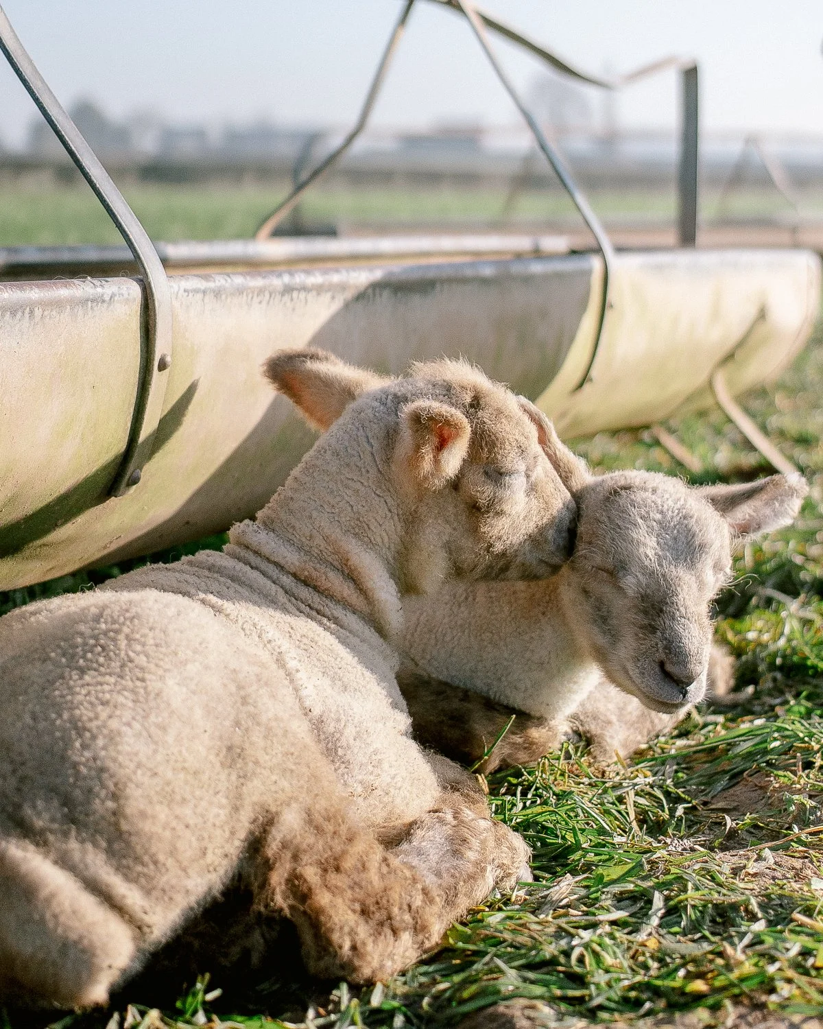 2023lambs_10web.jpg