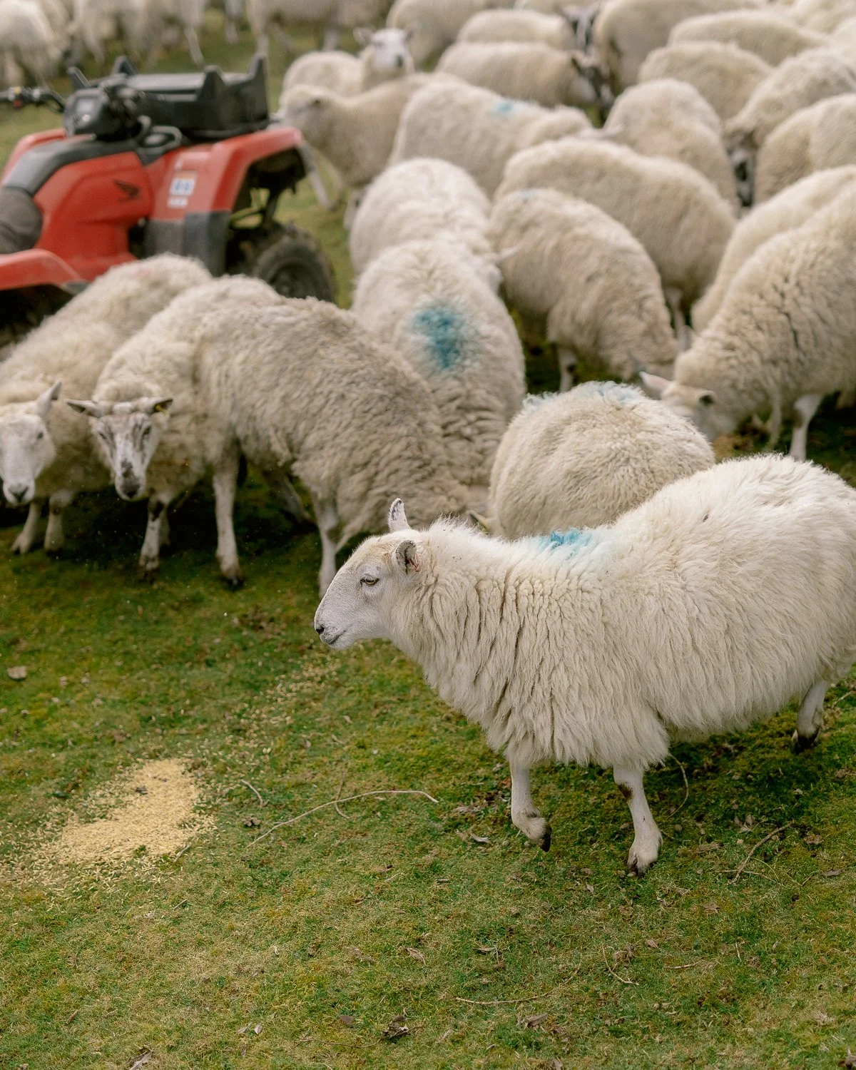 hergest ridge_3web.jpg