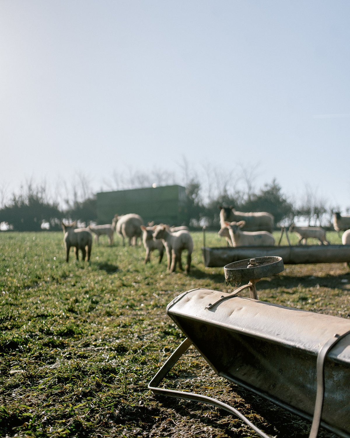 2023lambs_14web.jpg