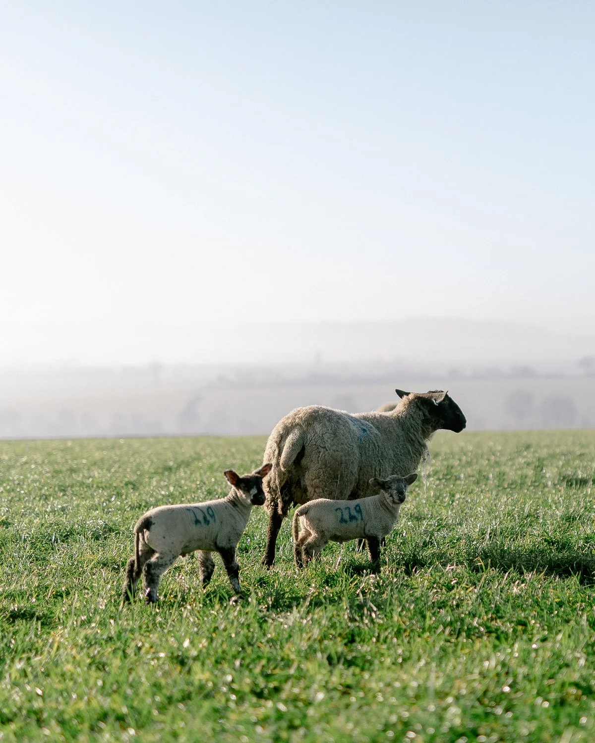 2023lambs_24web.jpg