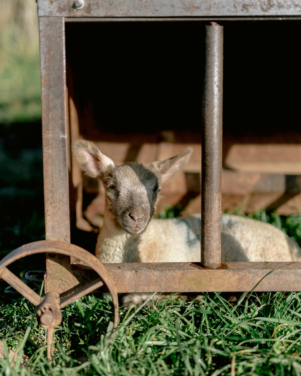 2023lambs_19web.jpg
