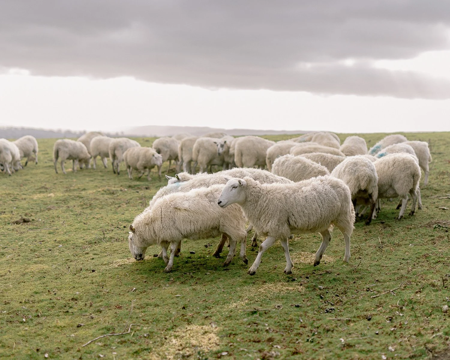 hergest ridge_10web.jpg