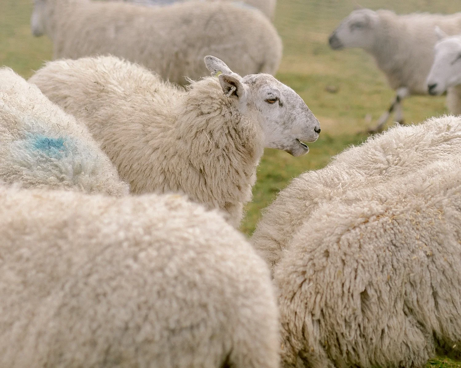 hergest ridge_7web.jpg